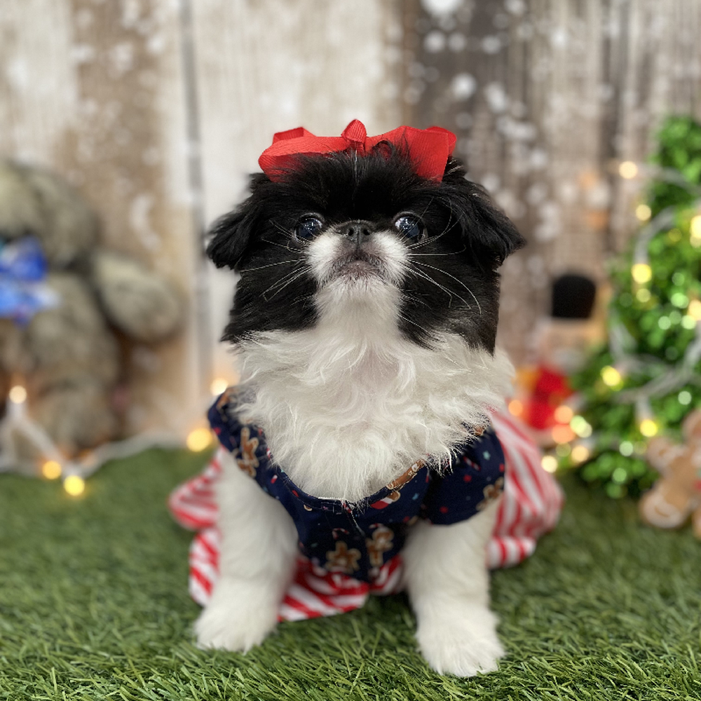 Female Japanese Chin Puppy for Sale in Braintree, MA