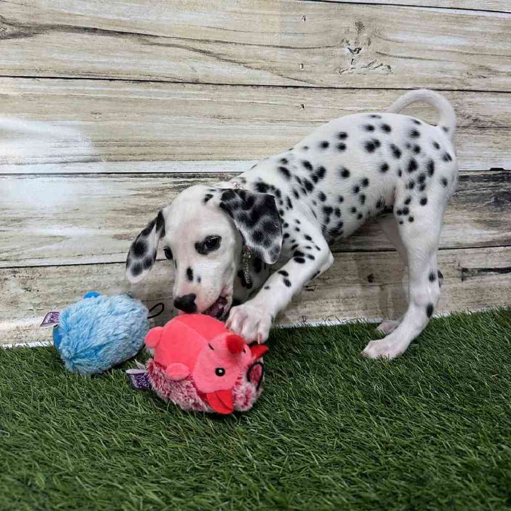 Female Dalmatian Puppy for Sale in Saugus, MA