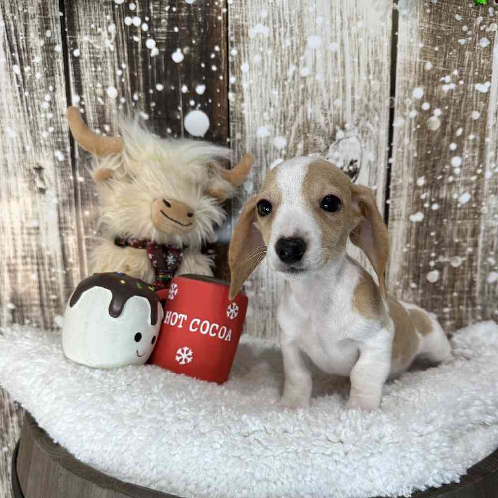 Male Dachshund Puppy for Sale in Saugus, MA