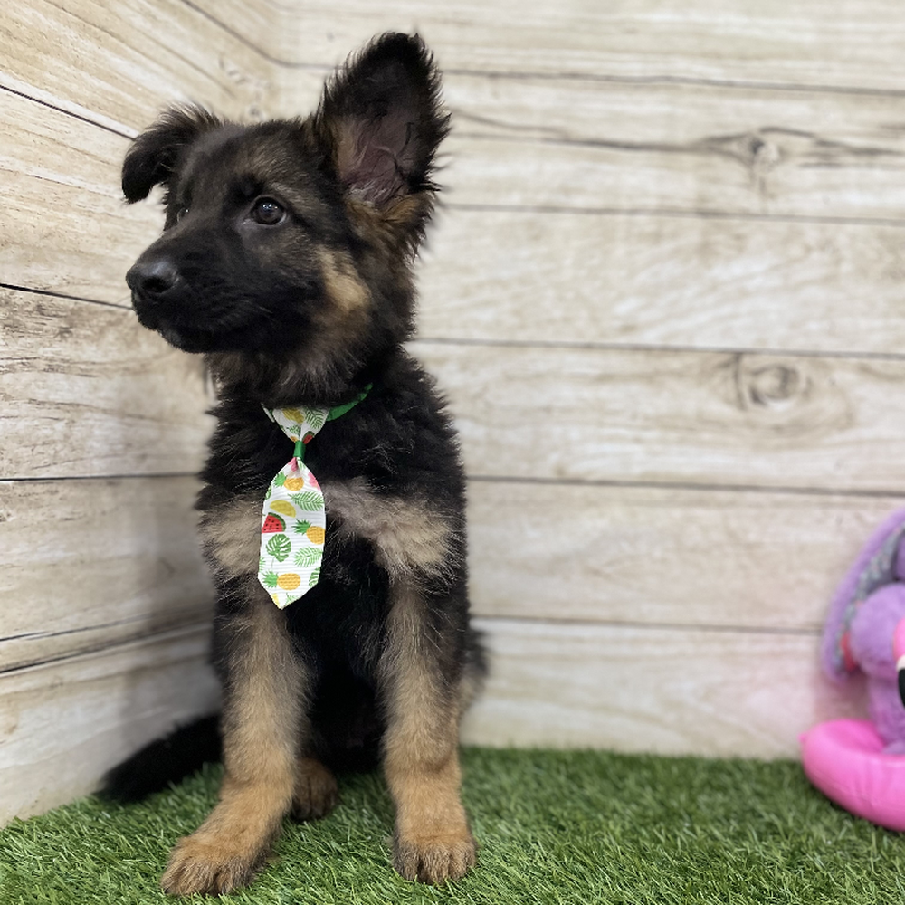 Male German Shepherd Dog Puppy for Sale in Braintree, MA