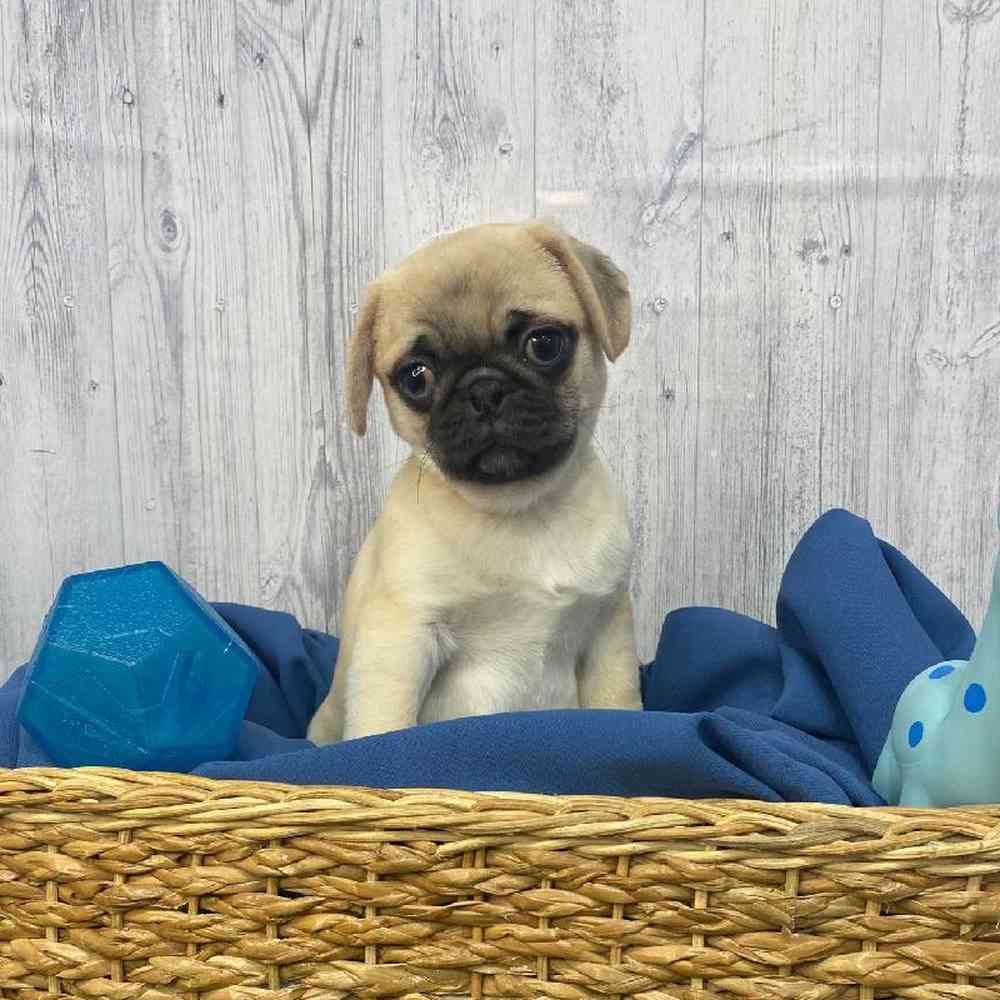 Male Pug Puppy for Sale in Saugus, MA