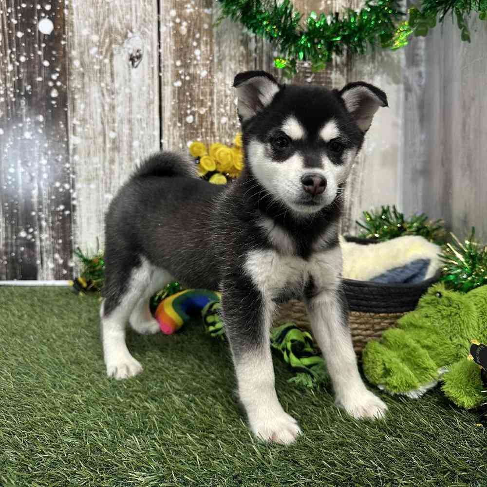 Male Alaskan Klee Kai Puppy for Sale in Saugus, MA