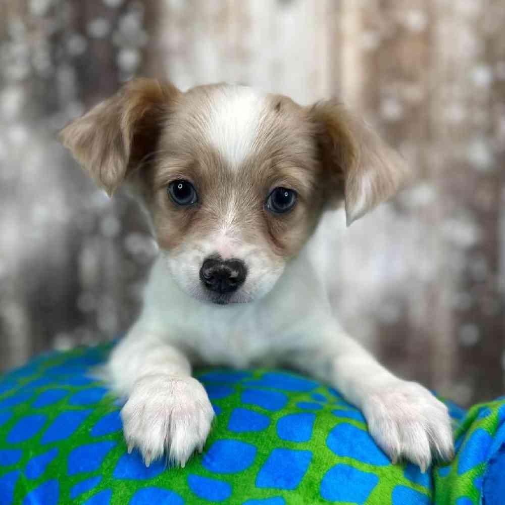 Male Chihuahua Puppy for Sale in Saugus, MA