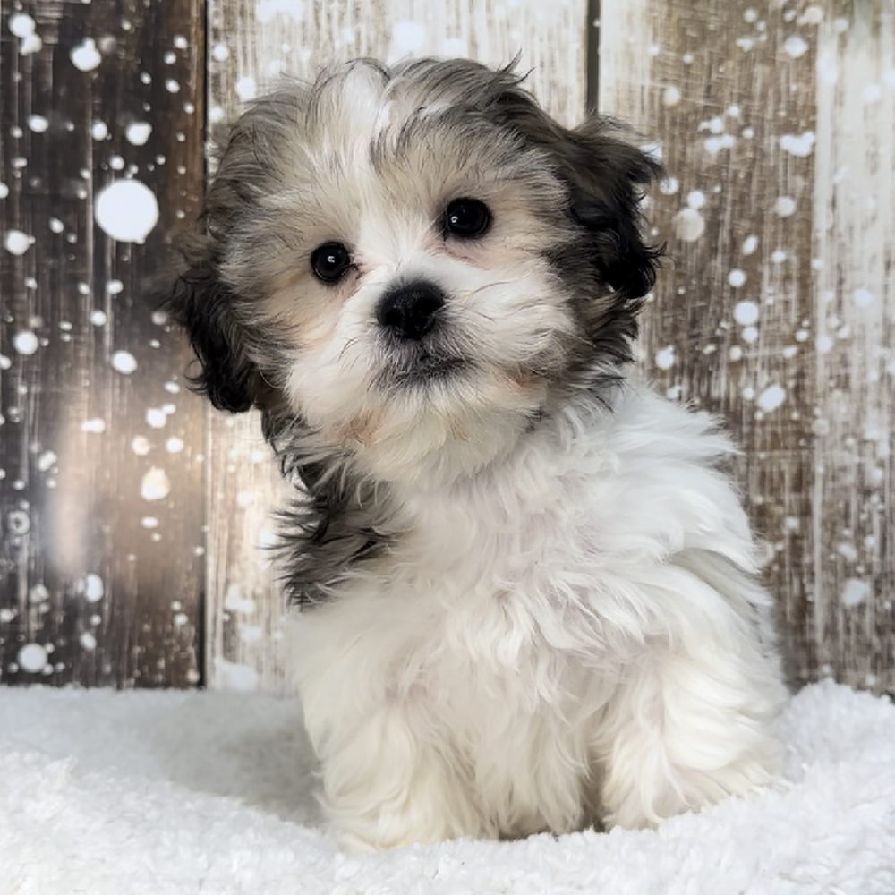 Male Teddy Bear (Zuchon) Puppy for Sale in Saugus, MA