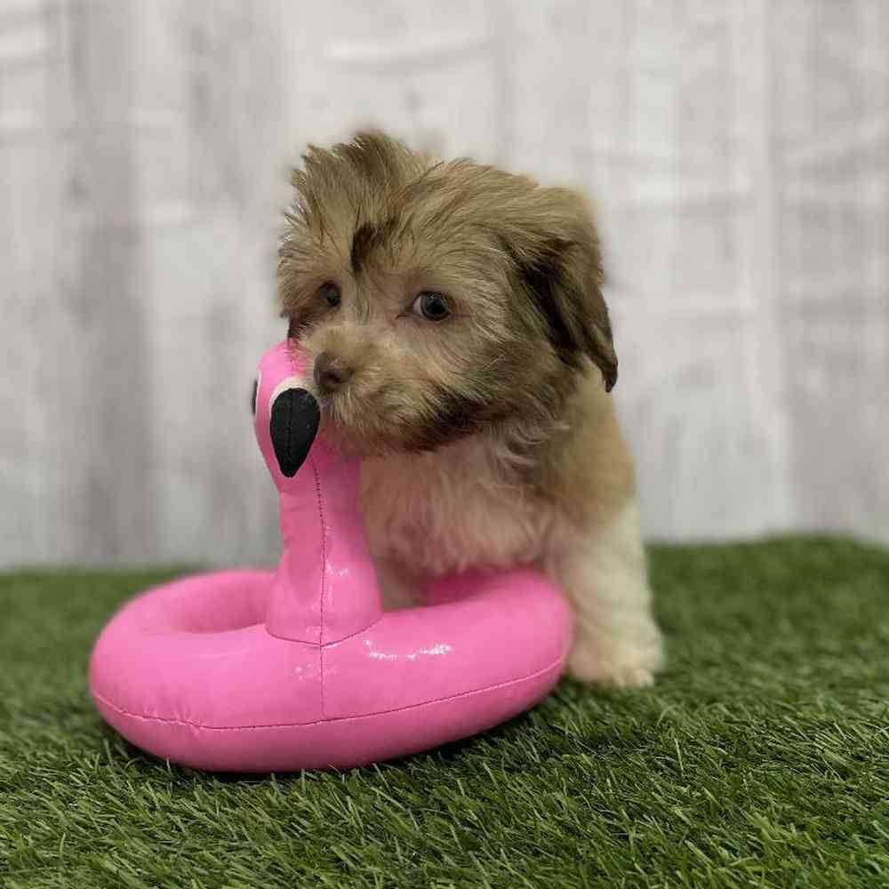 Female Havanese Puppy for Sale in Braintree, MA