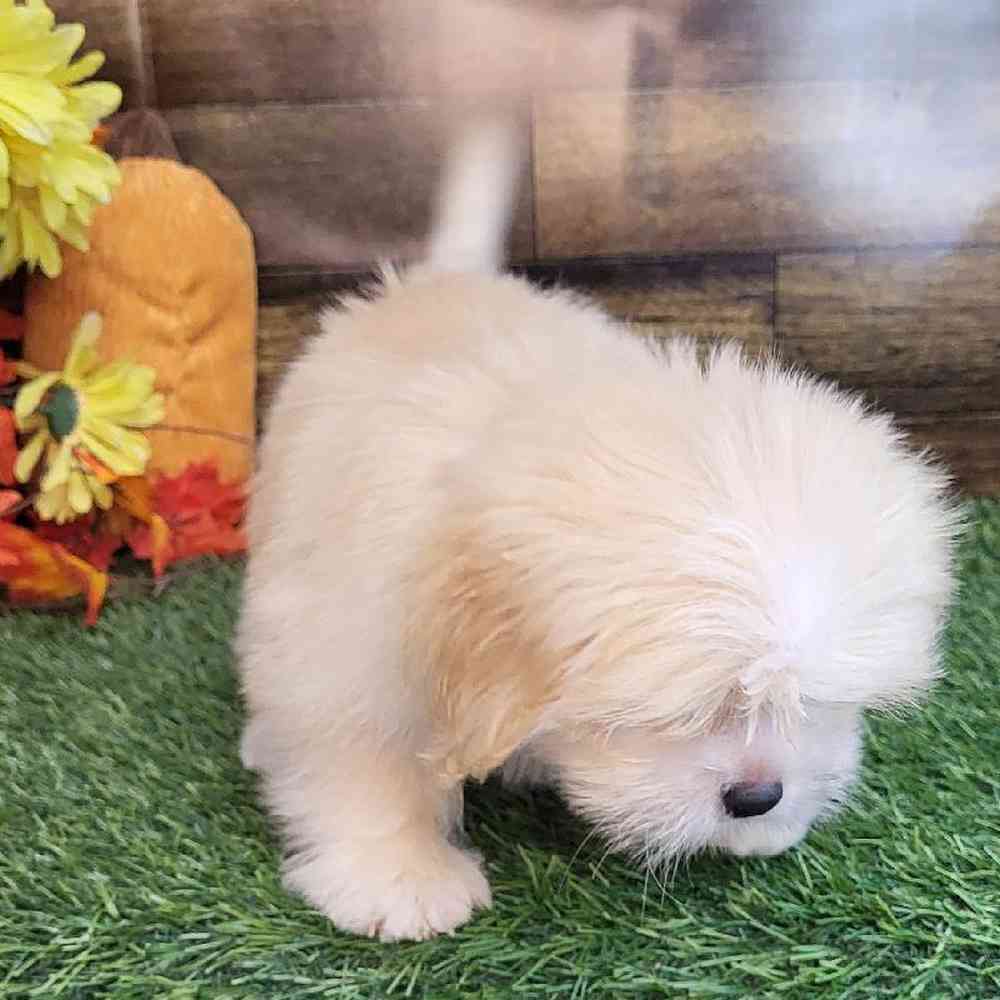 Male Lhasa Apso Puppy for Sale in Saugus, MA