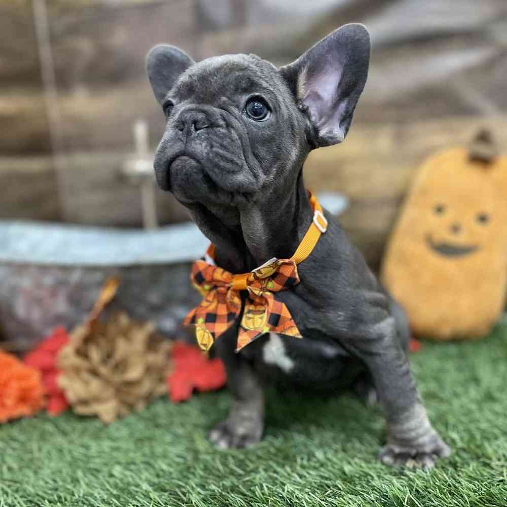 Male French Bulldog Puppy for Sale in Braintree, MA
