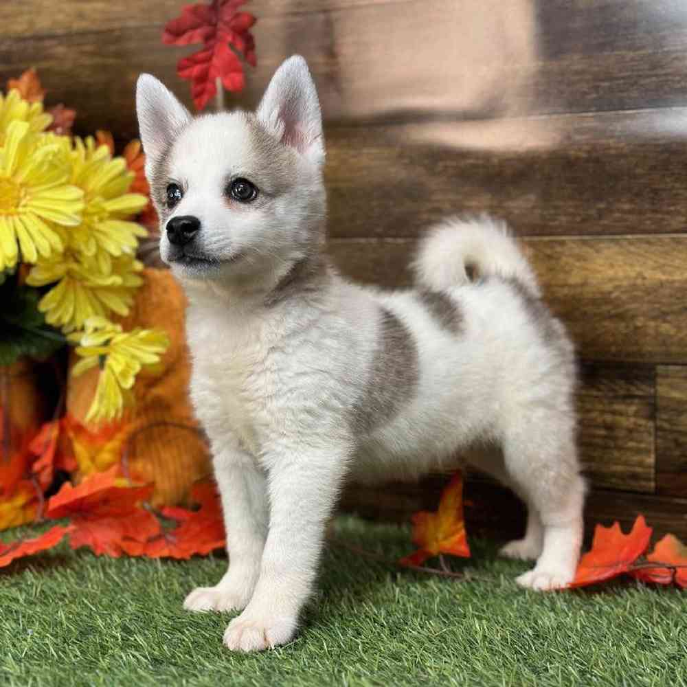 Male Alaskan Klee Kai Puppy for Sale in Saugus, MA
