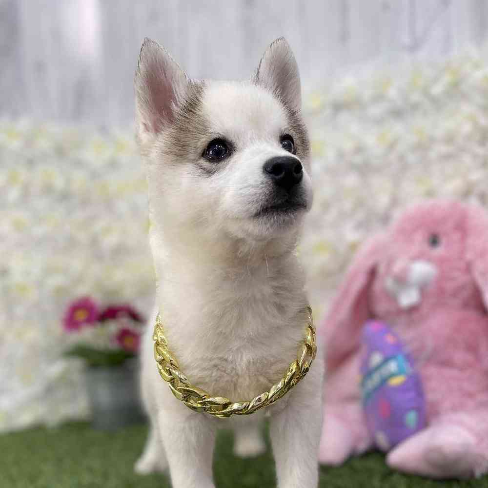 Male Alaskan Klee Kai Puppy for Sale in Braintree, MA