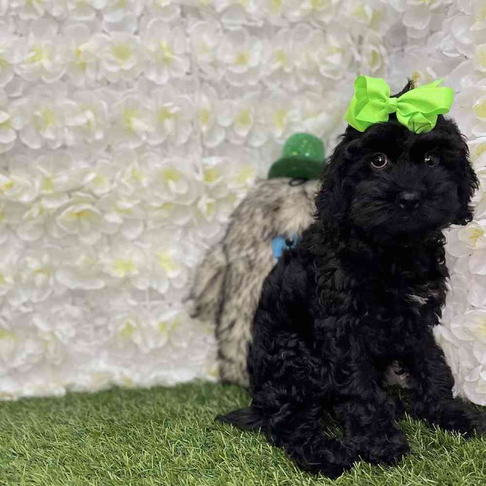Female Cockapoo Puppy for Sale in Braintree, MA