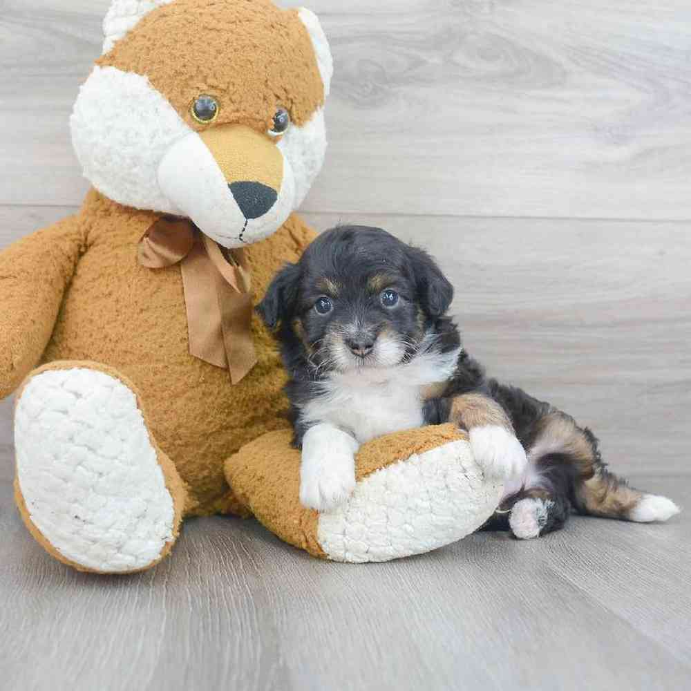 mini-aussiedoodle-nick-4171847237148643.jpg