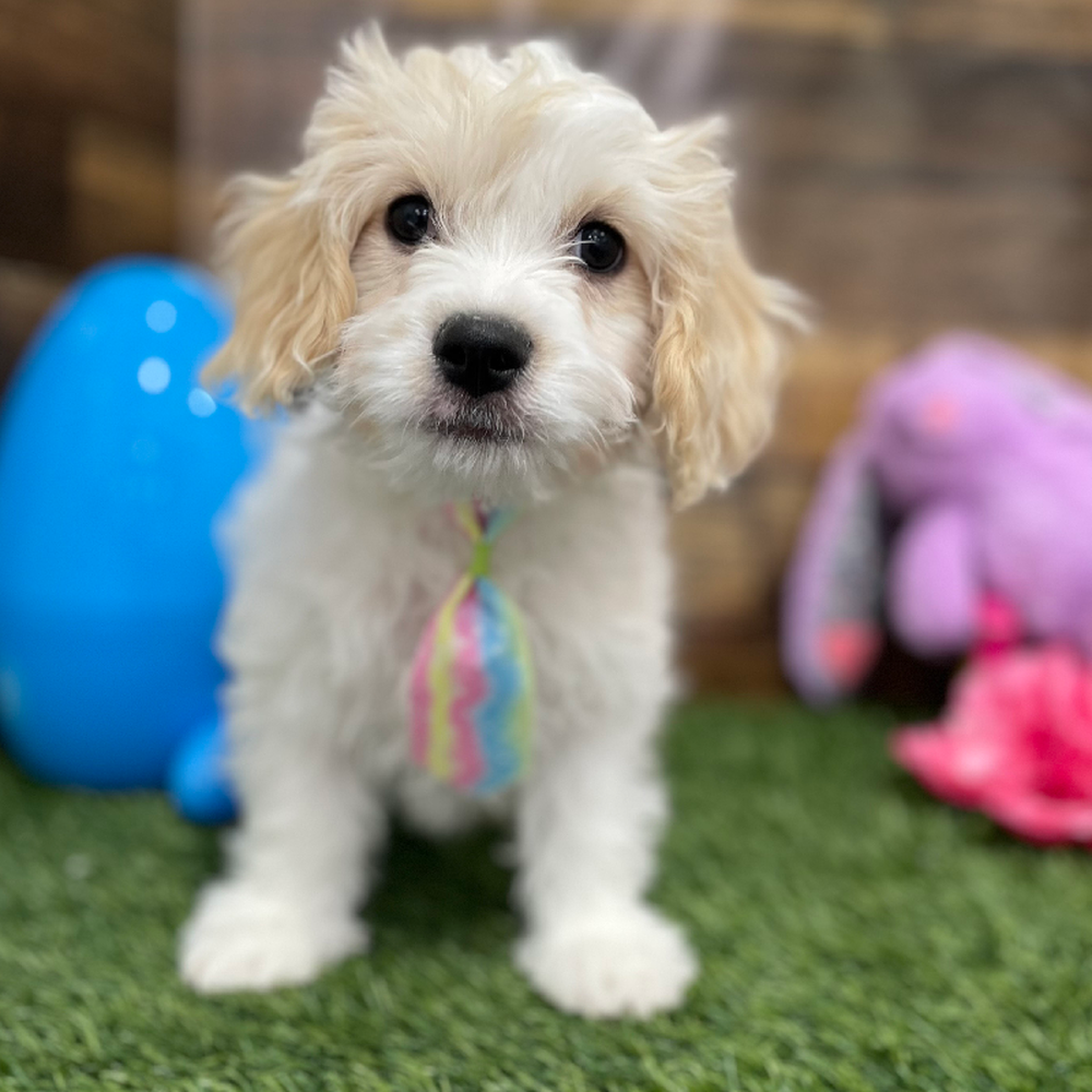 Male Cavachon Puppy for Sale in Braintree, MA