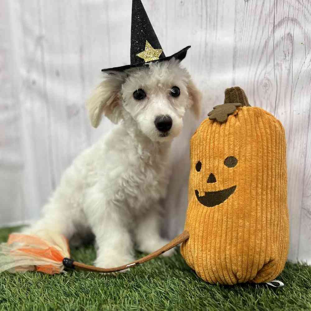 Female Poodle Toy Puppy for Sale in Braintree, MA