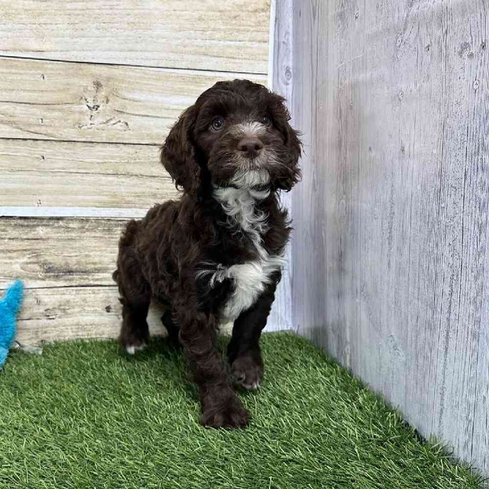 Male Mini Labradoodle 2nd Gen Puppy for Sale in Saugus, MA