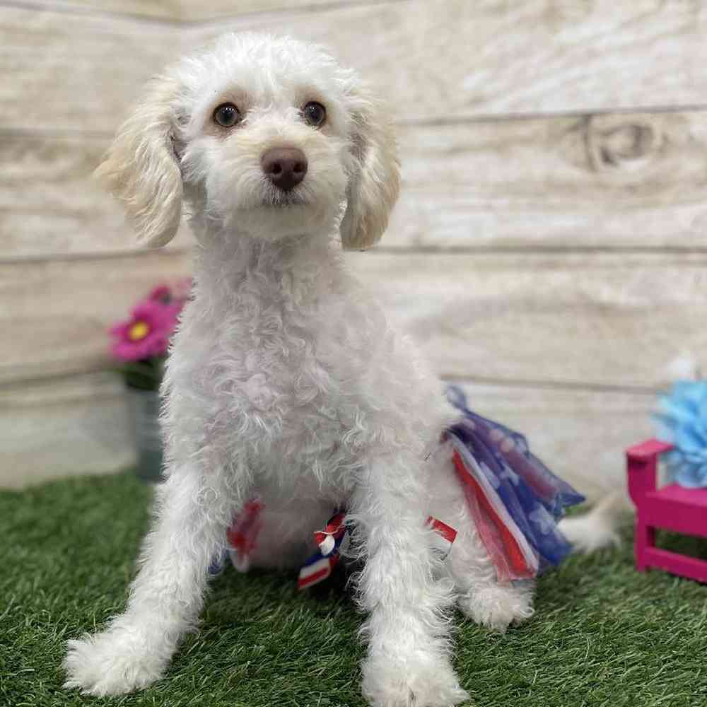 Female Cockapoo 2nd Gen Puppy for Sale in Braintree, MA