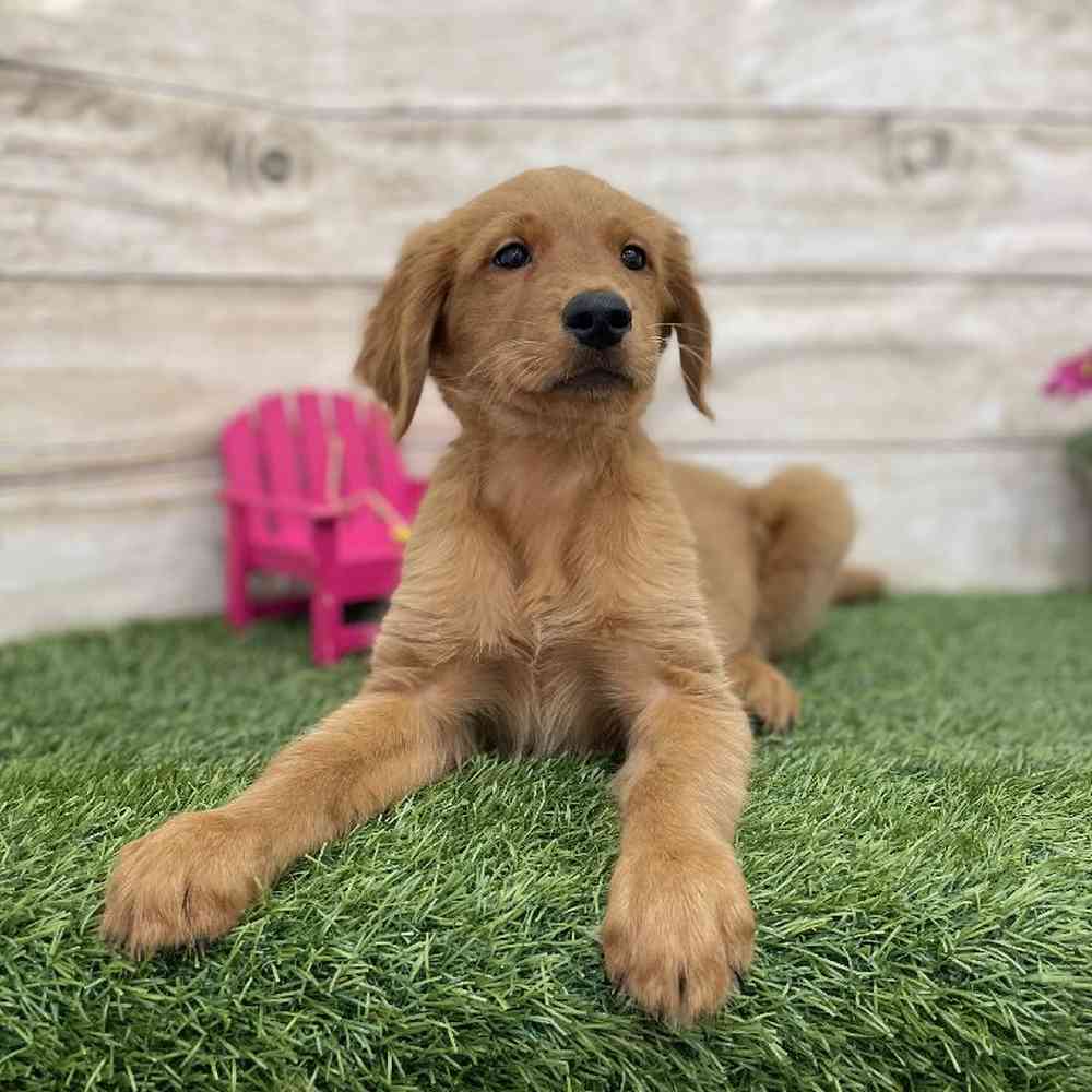 Female Golden Retriever Puppy for Sale in Braintree, MA