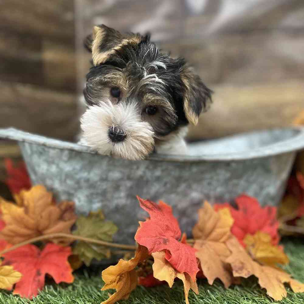 Male Yorkshire Terrier Puppy for Sale in Braintree, MA