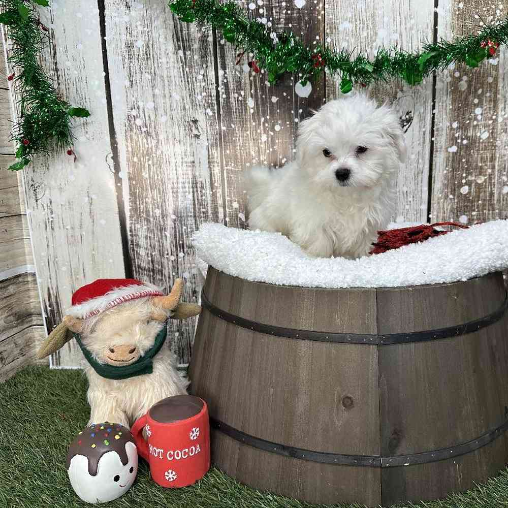 Male Maltese Puppy for Sale in Saugus, MA