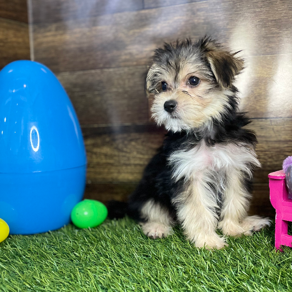 Male Morkie Puppy for Sale in Braintree, MA