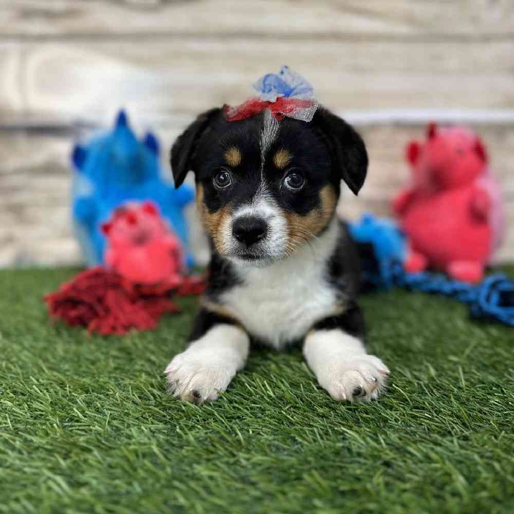 Female Pembroke Welsh Corgi Puppy for Sale in Saugus, MA