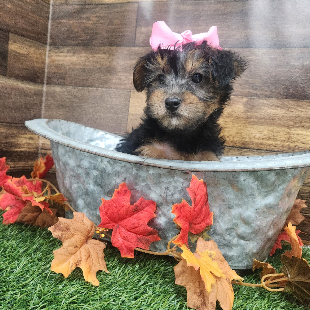 Female Yorkie-Poo Puppy for Sale in Braintree, MA