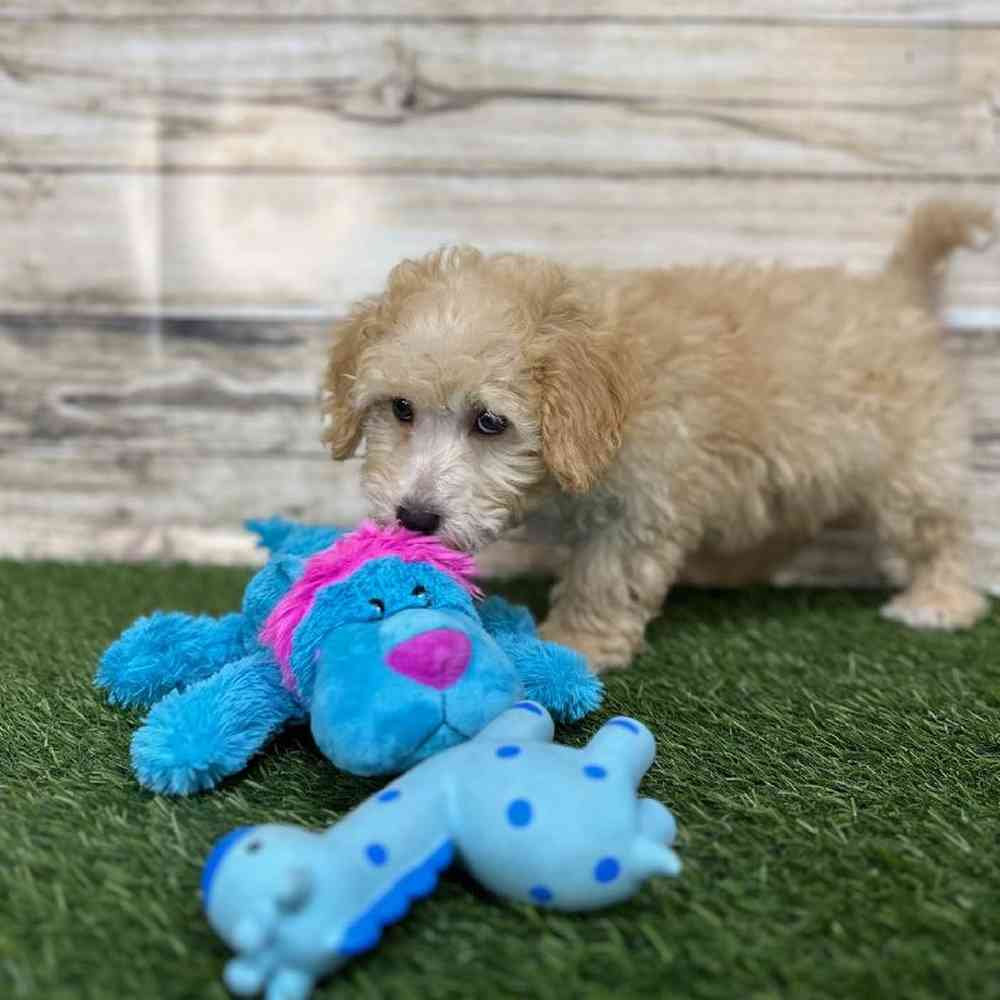 Male Cavachon Puppy for Sale in Saugus, MA