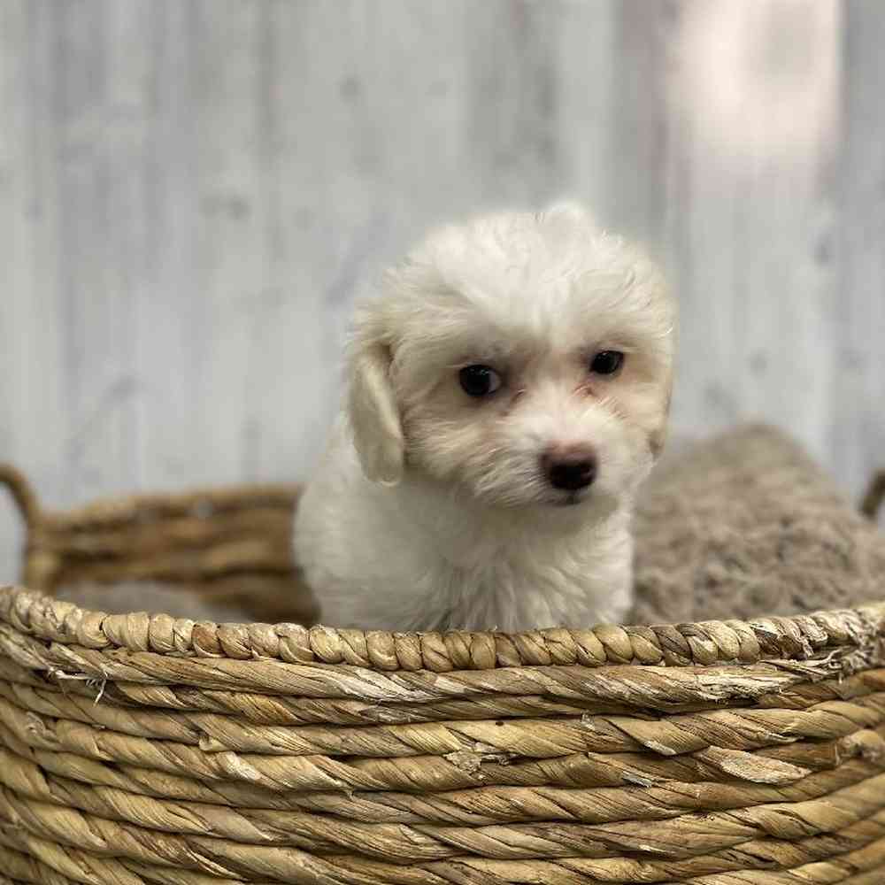 Female Coton De Tulear Puppy for sale