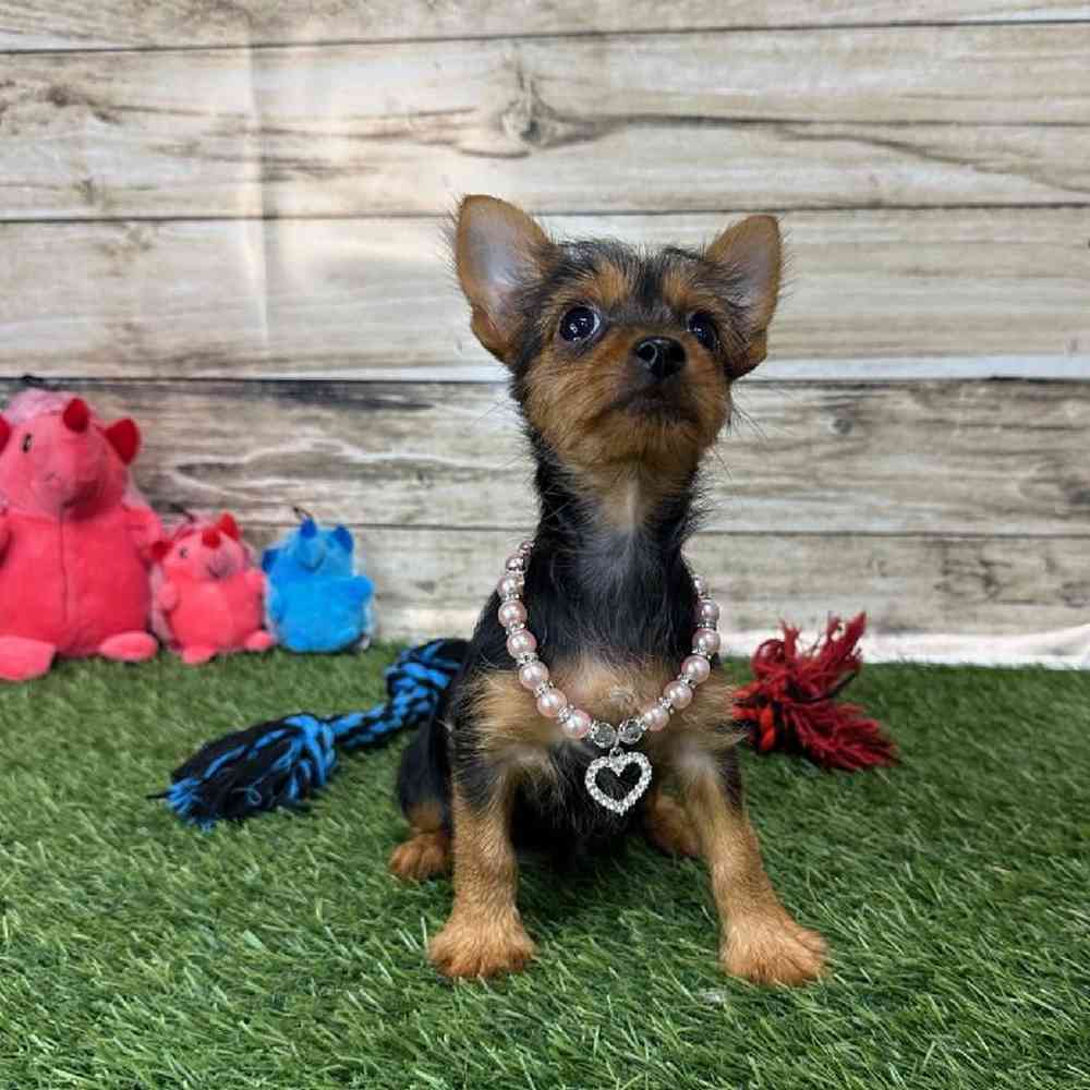 Female Chorkie Puppy for Sale in Saugus, MA