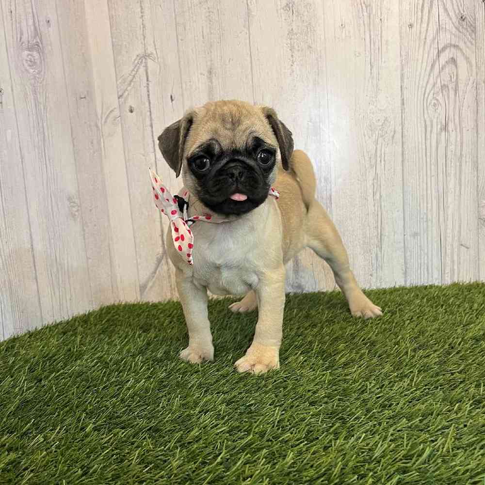 Female Pug Puppy for Sale in Saugus, MA