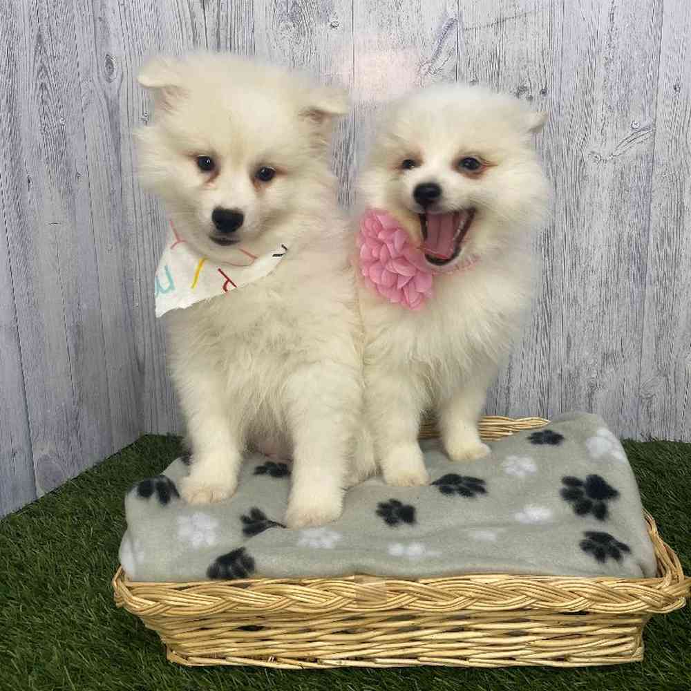 Female American Eskimo Puppy for Sale in Saugus, MA