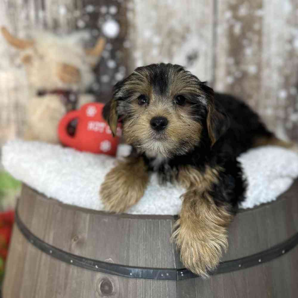 Male Yorkshire Terrier Puppy for Sale in Saugus, MA