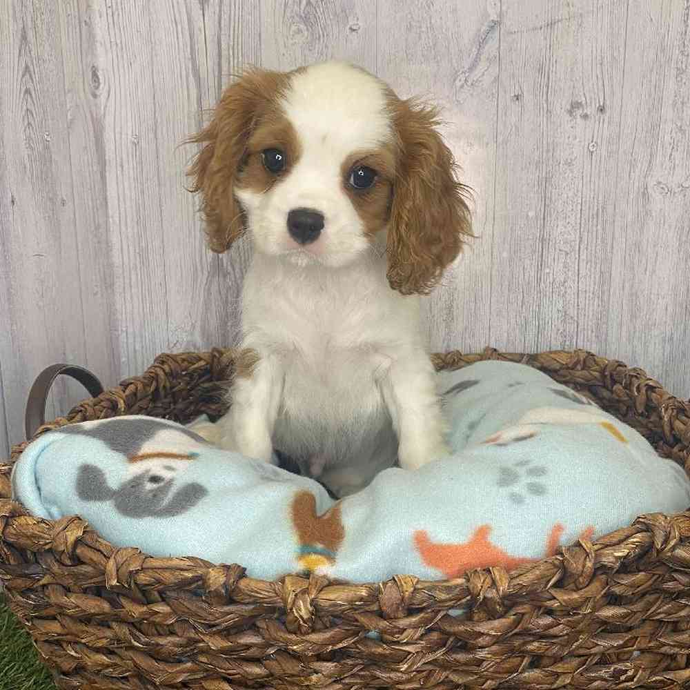 Male Cavalier King Charles Spaniel Puppy for Sale in Saugus, MA