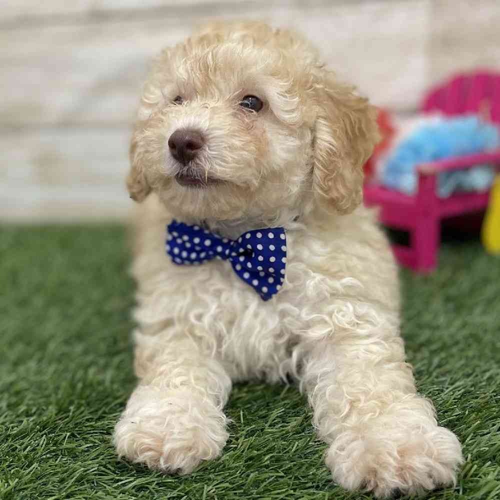 Male Mini Goldendoodle 2nd Gen Puppy for Sale in Braintree, MA