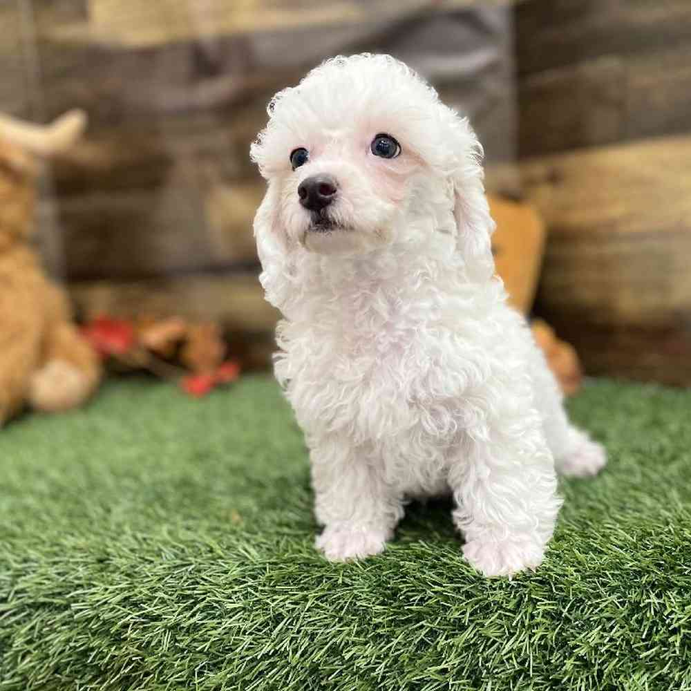 Male Poodle Toy Puppy for Sale in Braintree, MA
