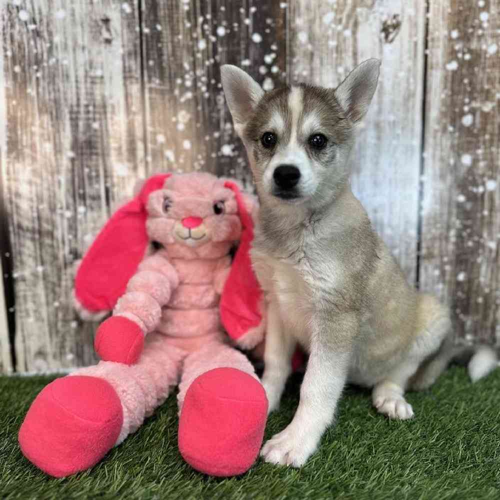Female Alaskan Klee Kai Puppy for Sale in Saugus, MA