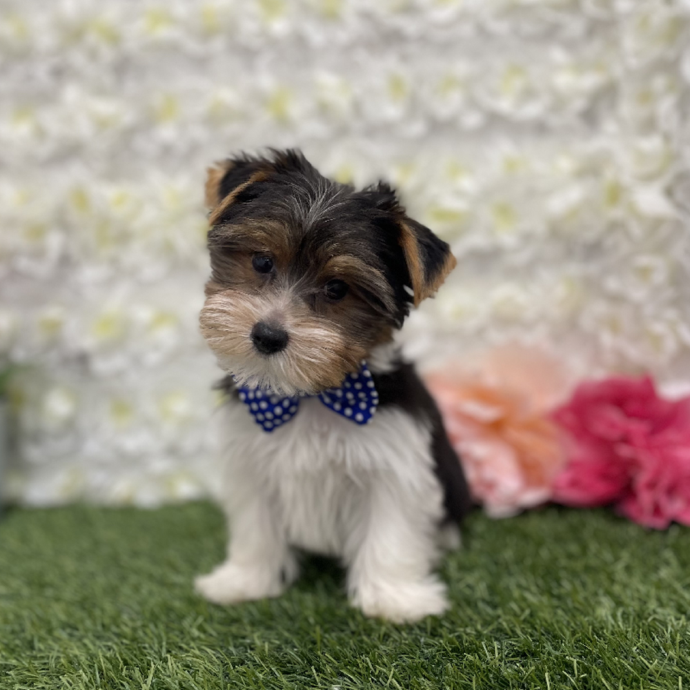 Male Yorkshire Terrier Puppy for Sale in Braintree, MA