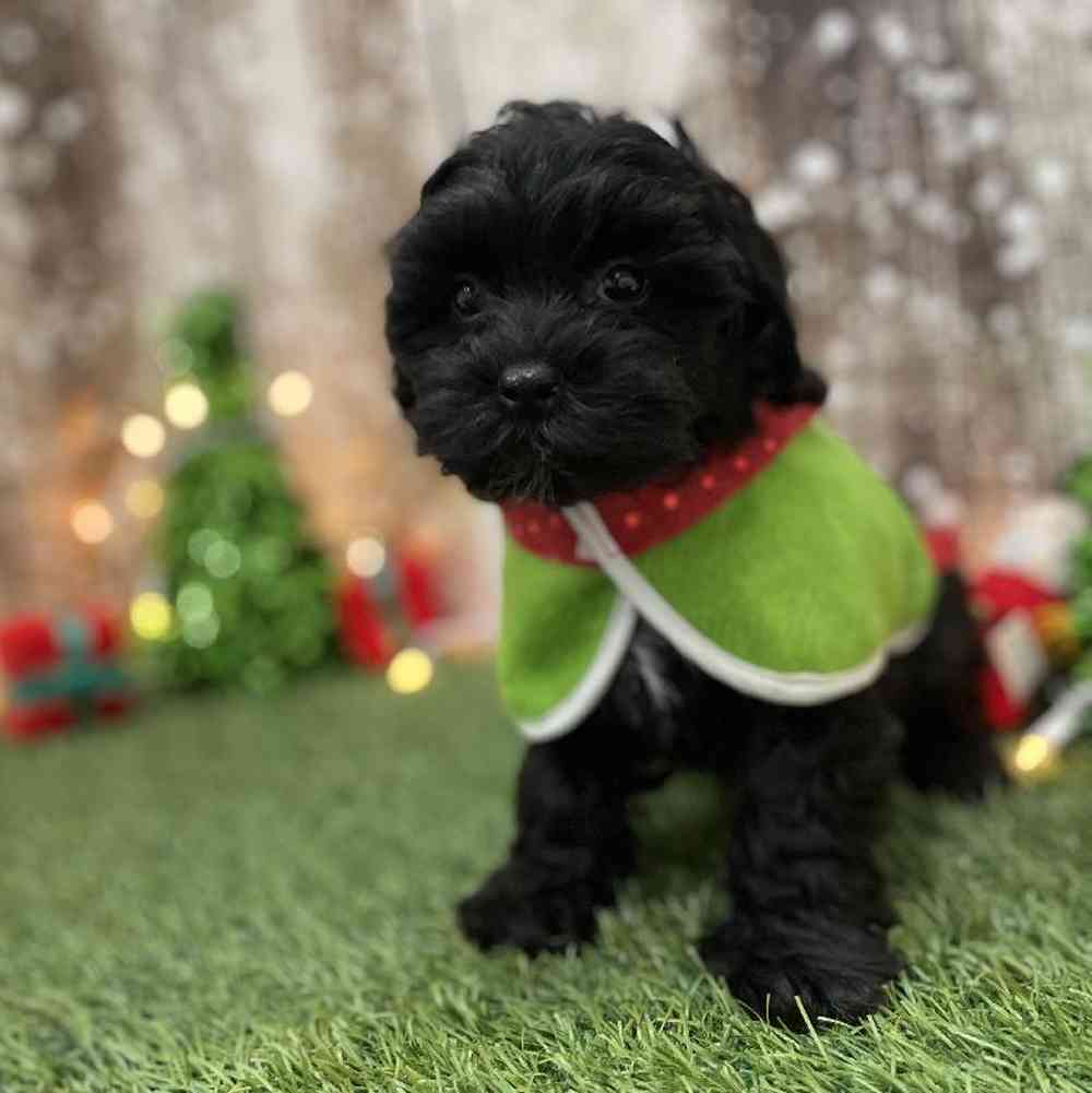 Male Shih-Poo Puppy for Sale in Braintree, MA