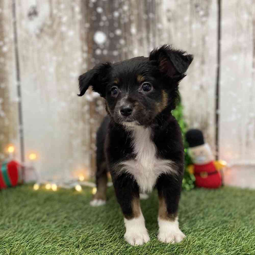 Female Miniature Australian Shepherd Puppy for Sale in Braintree, MA