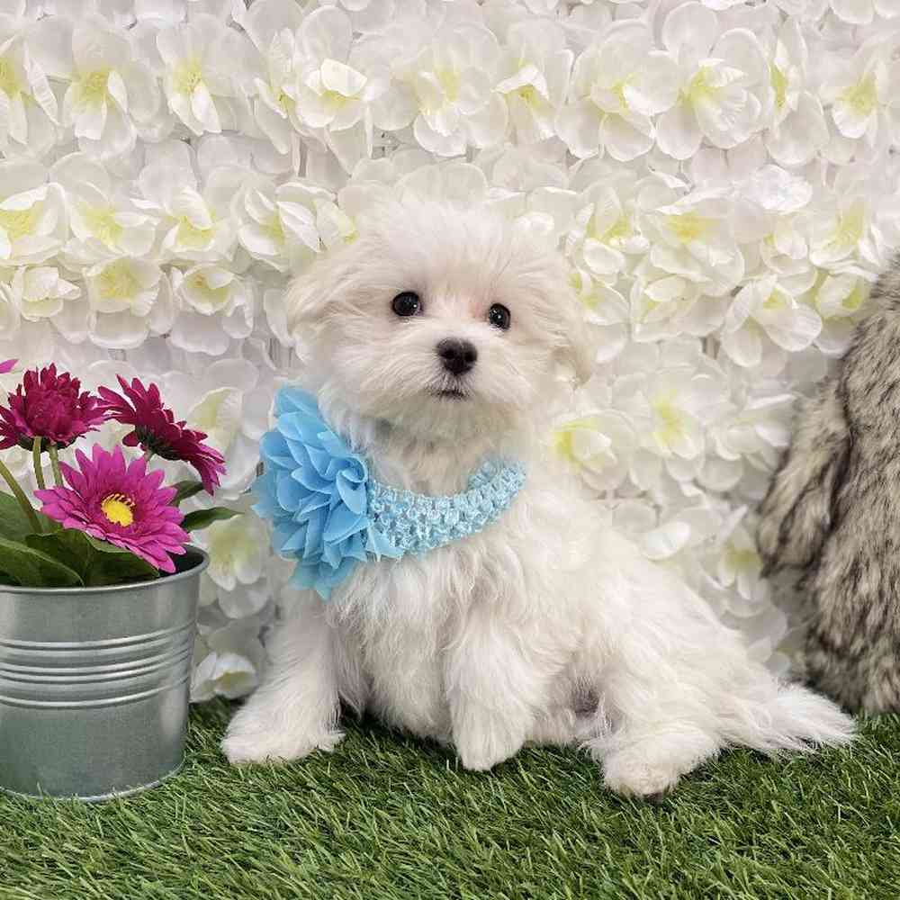 Maltese For Sale Pet Express Braintree