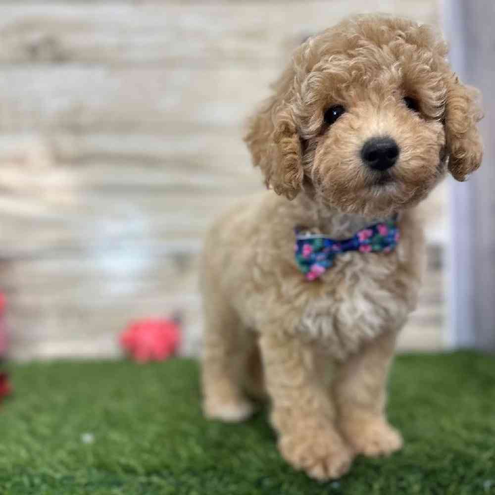 Male Mini Goldendoodle F1BB Puppy for Sale in Saugus, MA