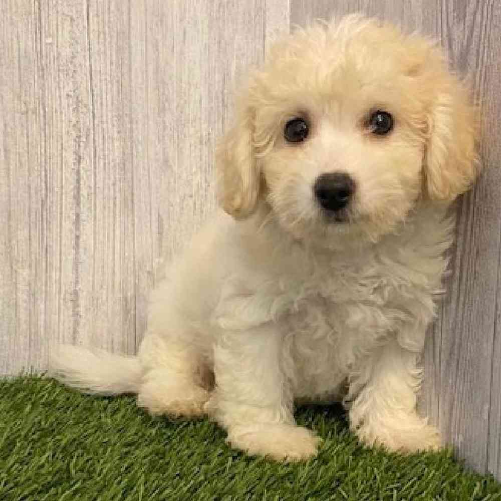 Male Bichon Frise Mix Puppy for sale