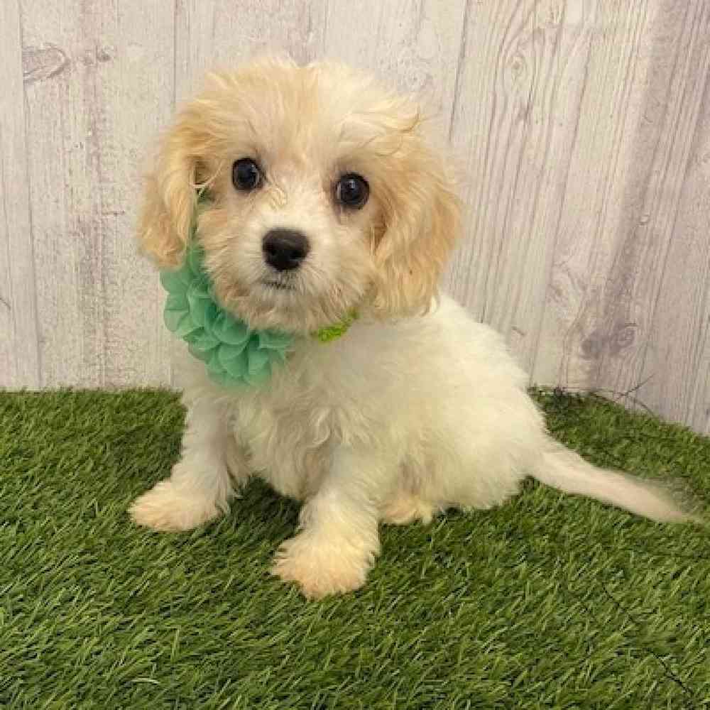 Female Cavachon Puppy for sale