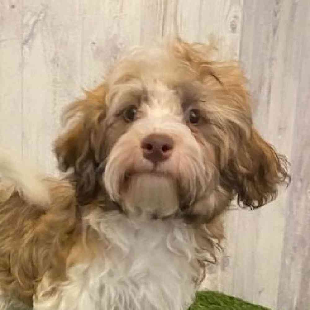 Male Havanese Puppy for sale