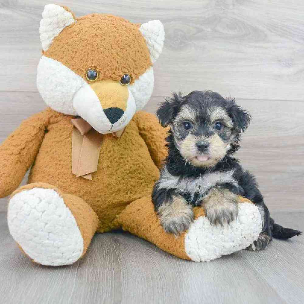 Male Morkie Puppy for sale