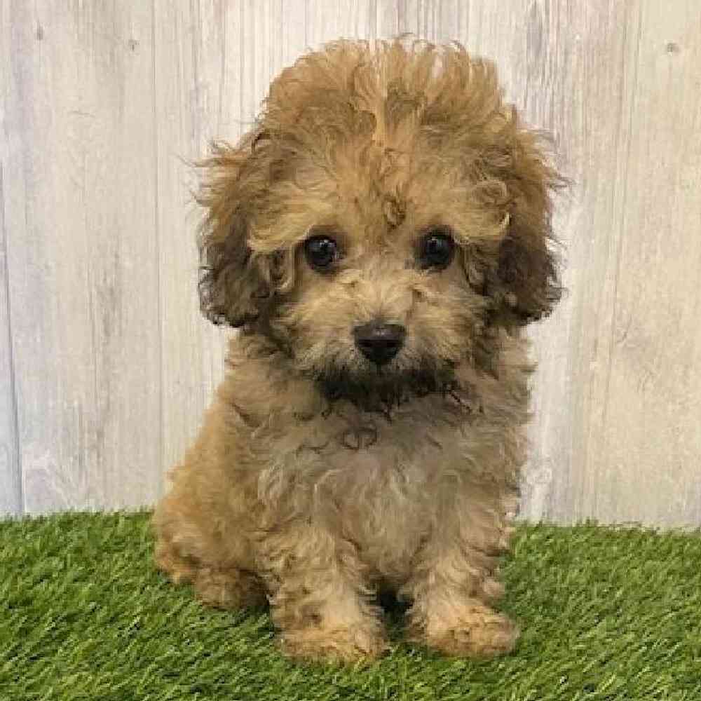 Male Cavapoo Puppy for sale