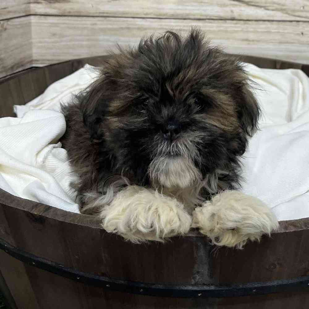 Female Lhasa Apso Puppy for Sale in Saugus, MA