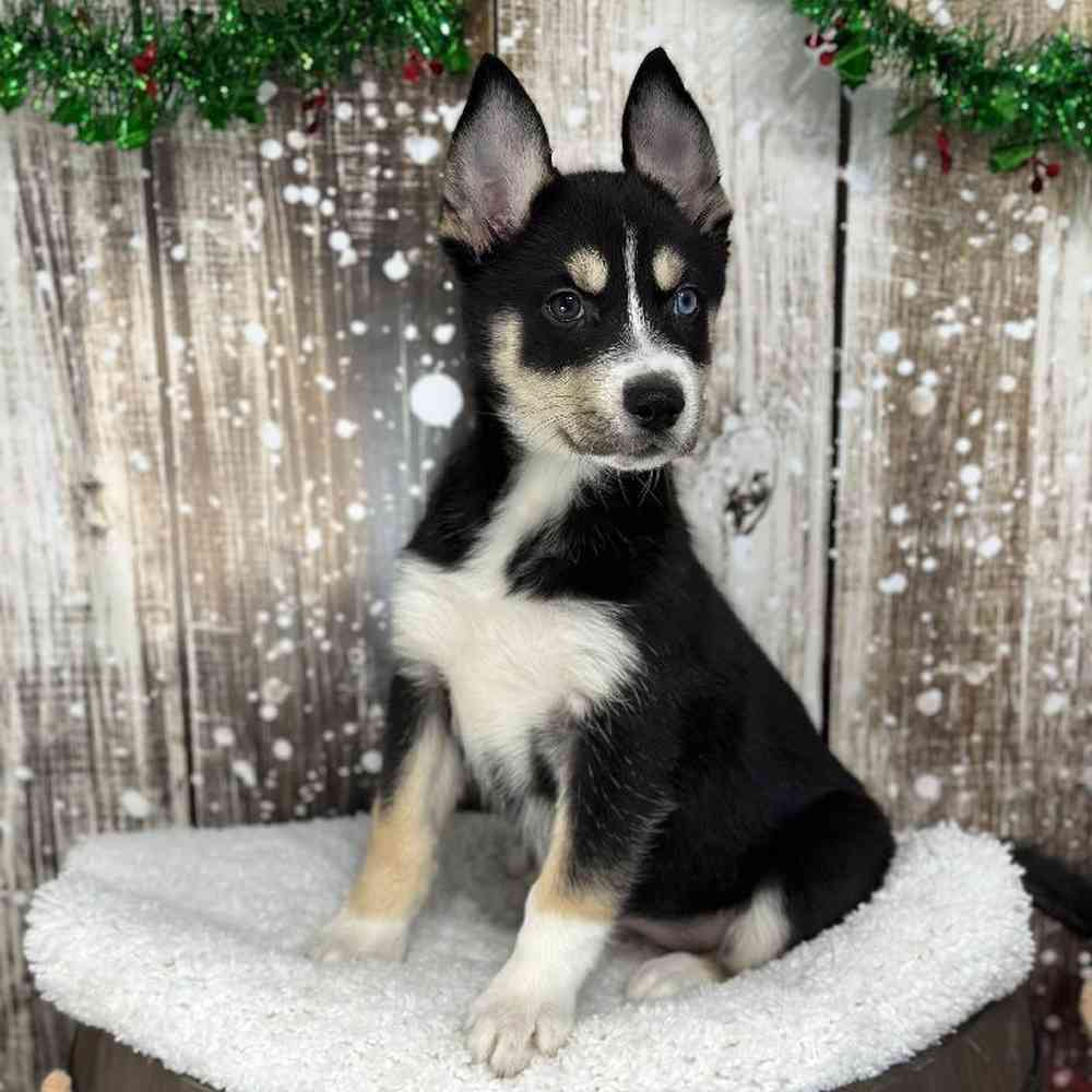 Female Australian Husky Puppy for Sale in Saugus, MA
