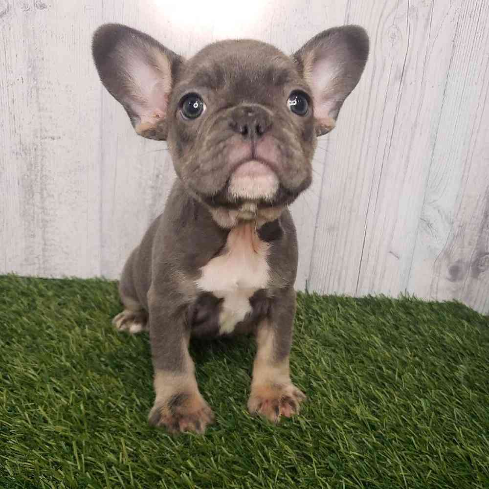 Female French Bulldog Puppy for sale