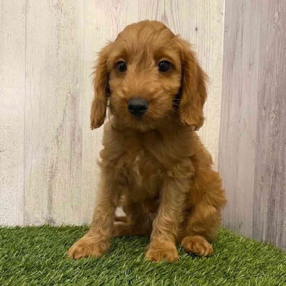 Male Mini Goldendoodle Puppy for sale