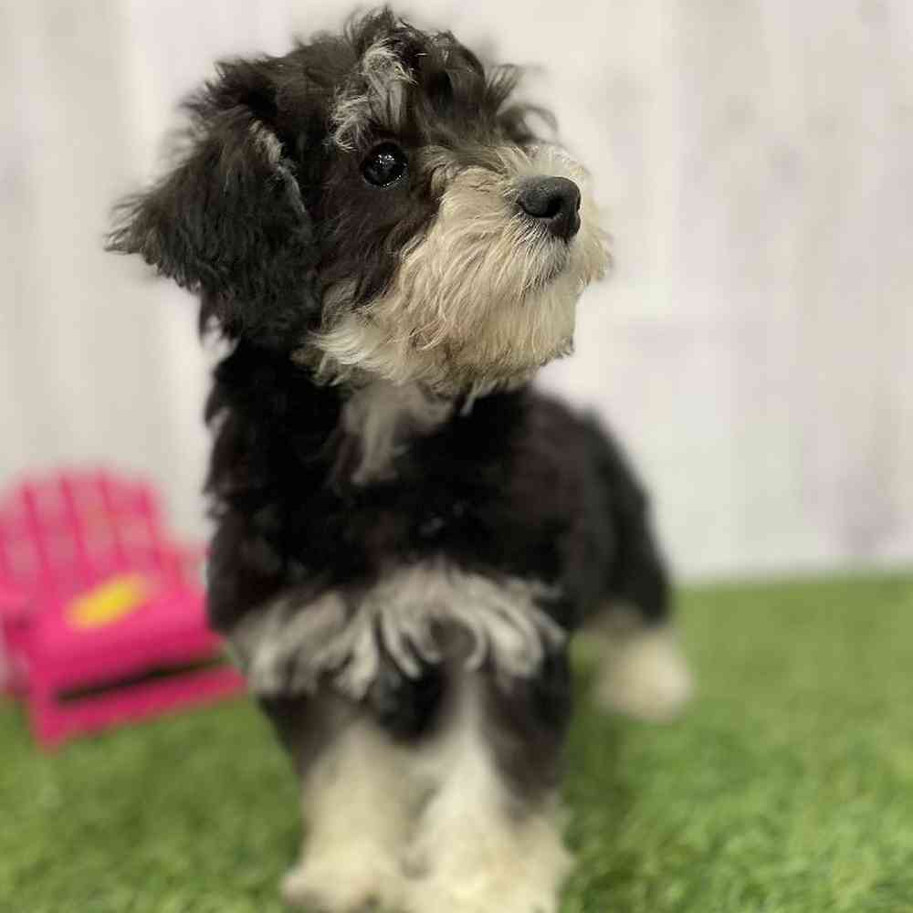 Male Chonzer (Bichon/Min Schnauzer) Puppy for Sale in Braintree, MA